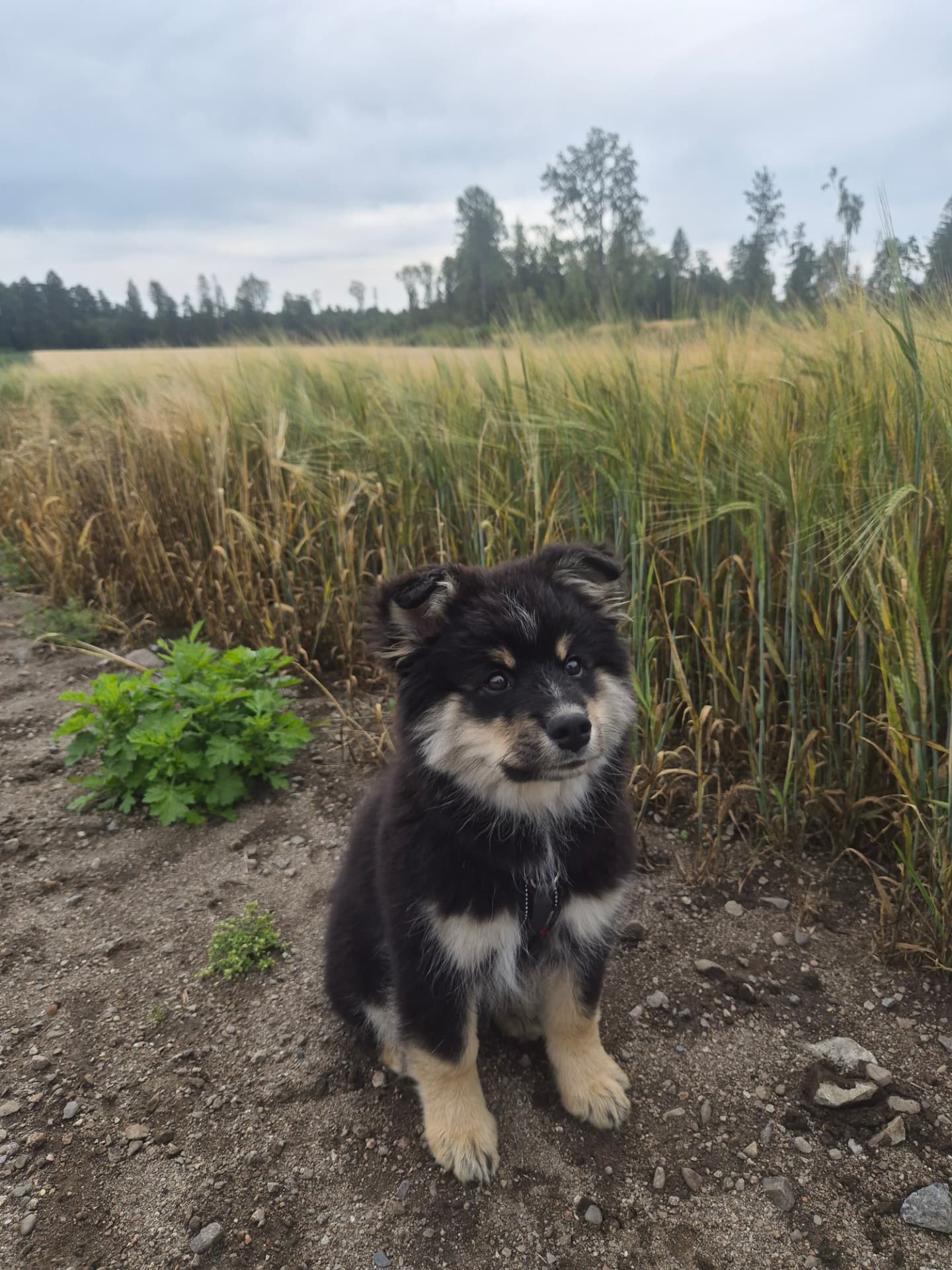 Finnish Lapphund puppy sitting by a barley field on a Norwegian farm track