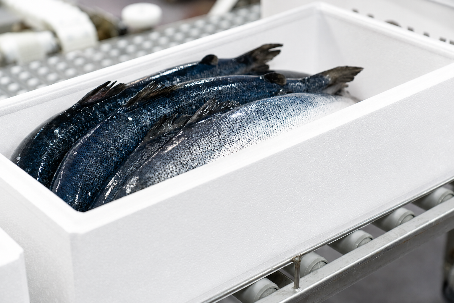Fresh Norwegian salmon packed in a styrofoam export box