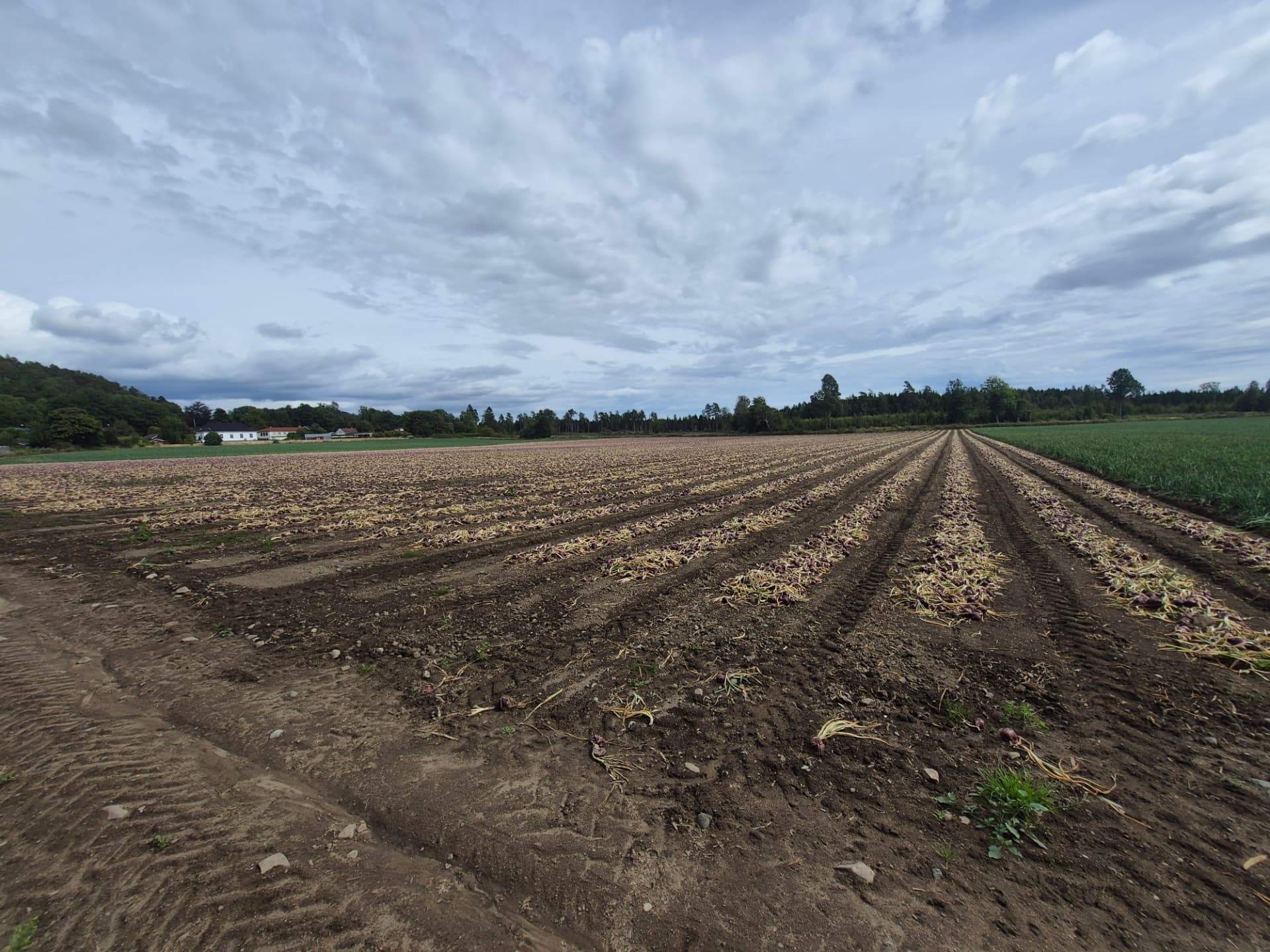 Rows of harvested onions drying in a Norwegian field under a cloudy sky
