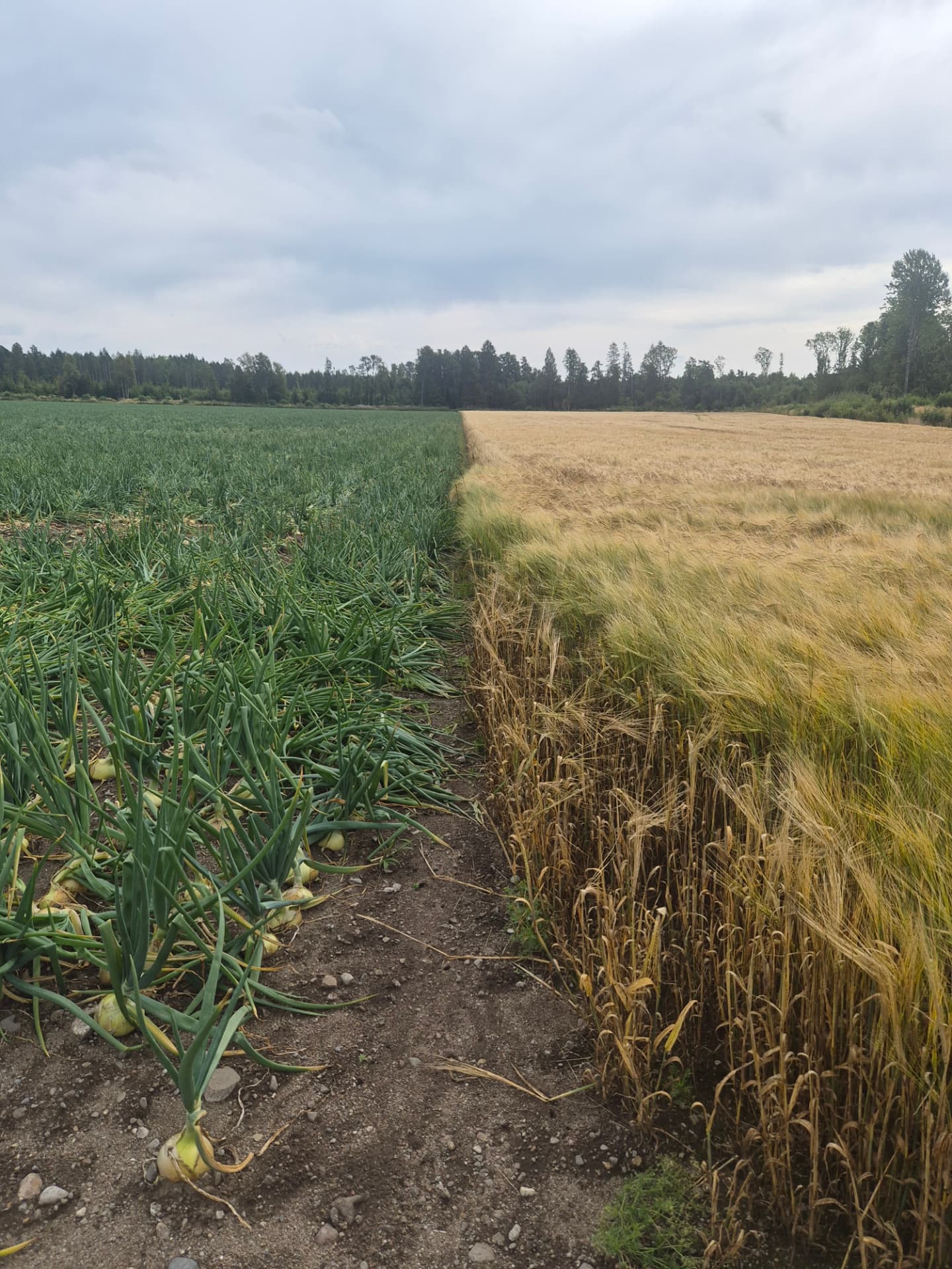 Norwegian onion field ready for harvest next to a ripening barley field